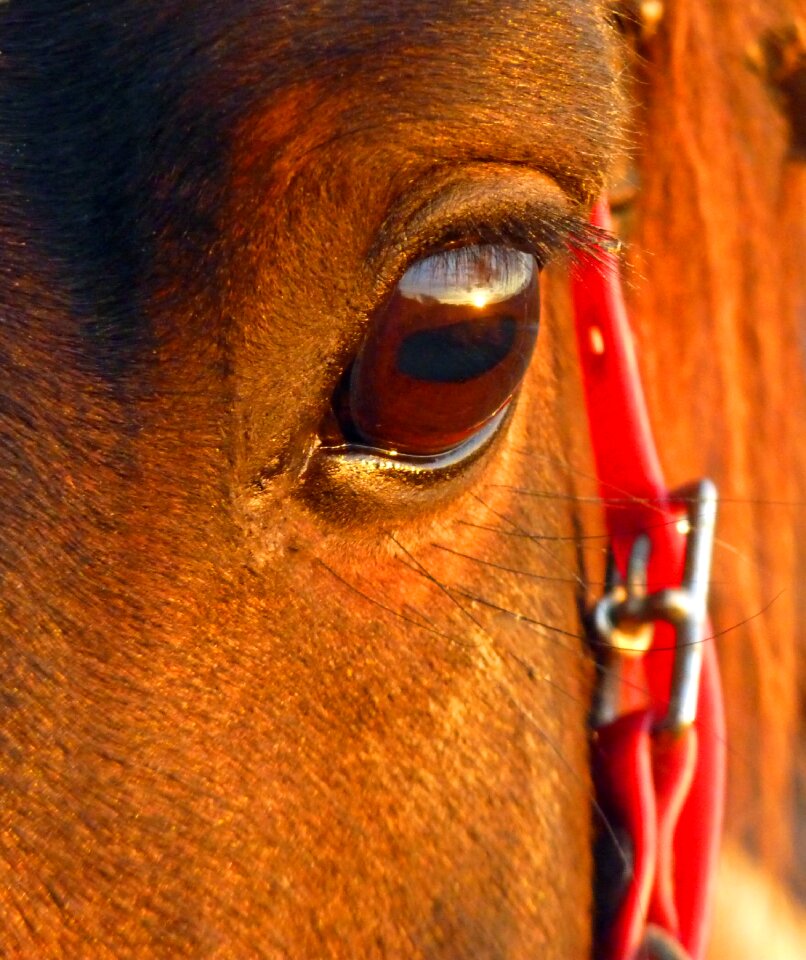 Look arabic breeding horses