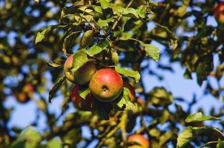Fruit autumn red