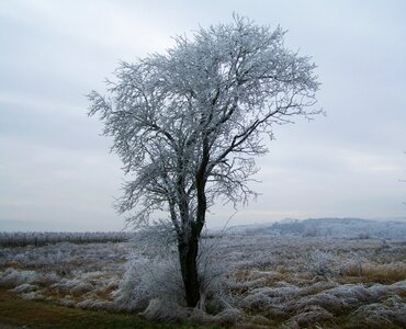 Frost wood winter photo