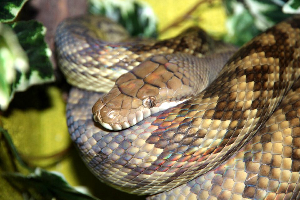 Morelia amethistina reptile creeping things