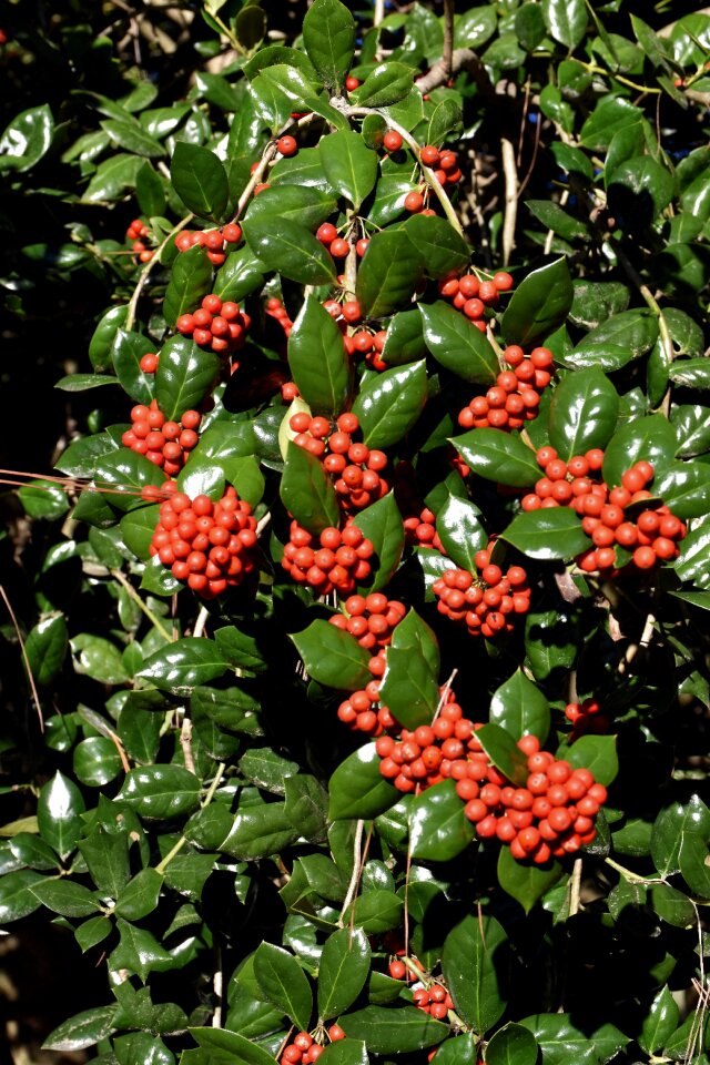 December seasonal decoration