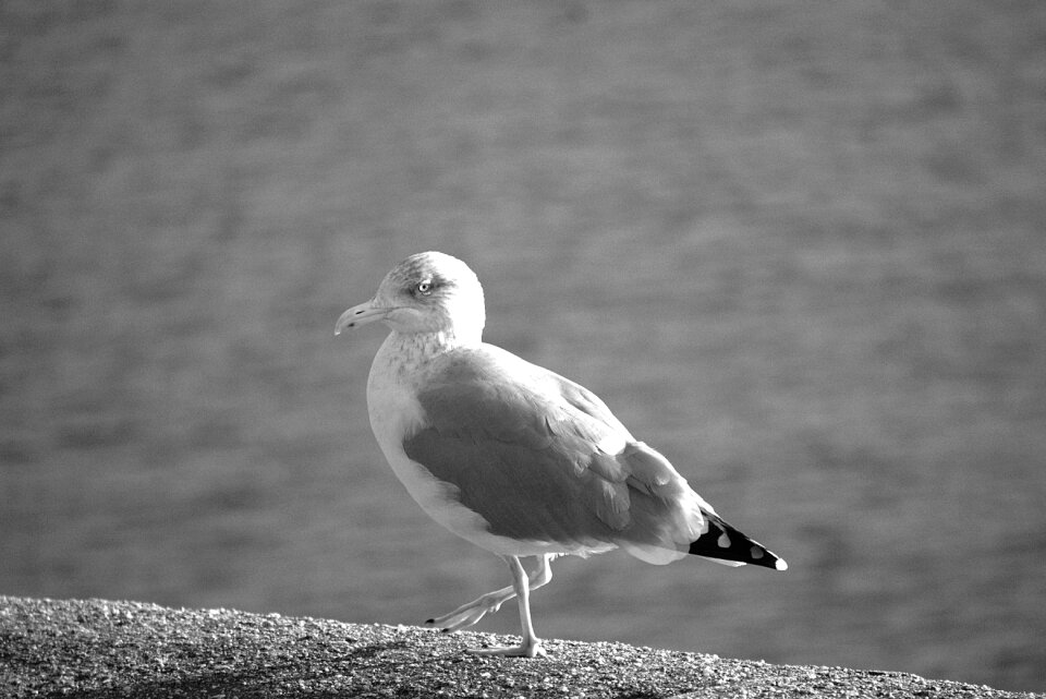 Animal sea ornithology