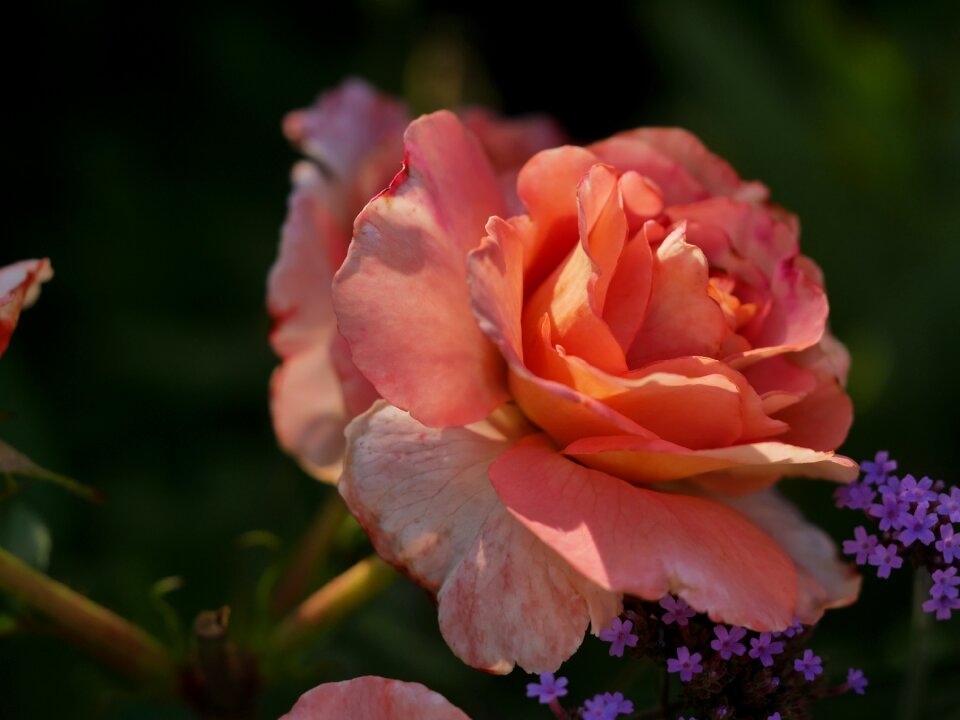Rose orange shadow play