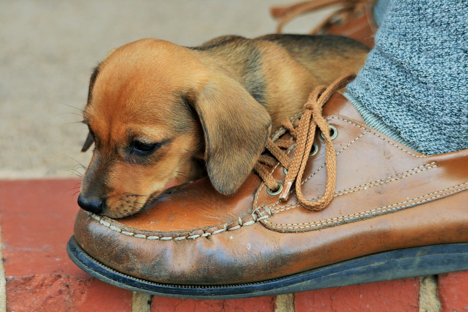 Shoe leather tasty