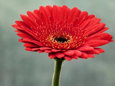 Flower macro red petals