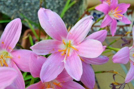 Wild saffron crocus nudiflorus flowerpot photo