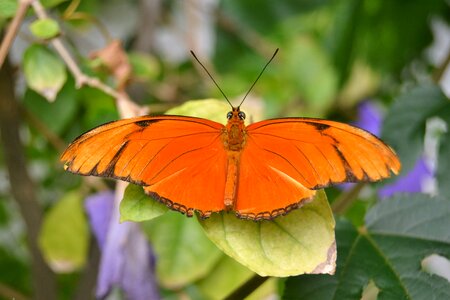 Garden orange wings