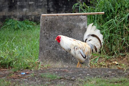 Bird poultry hen photo