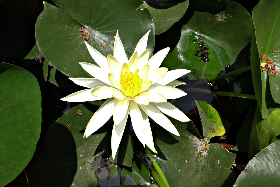 Mexican waterlily nymphaea mexicana flower