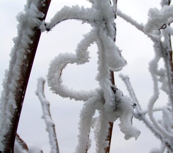Frost rime winter
