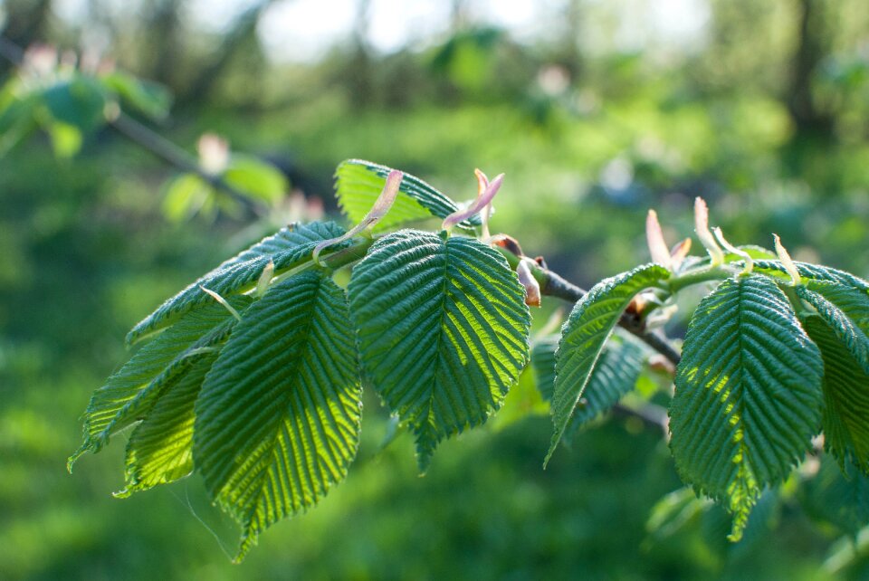 Fresh green plant
