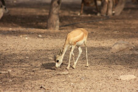 Nature park animal mammal