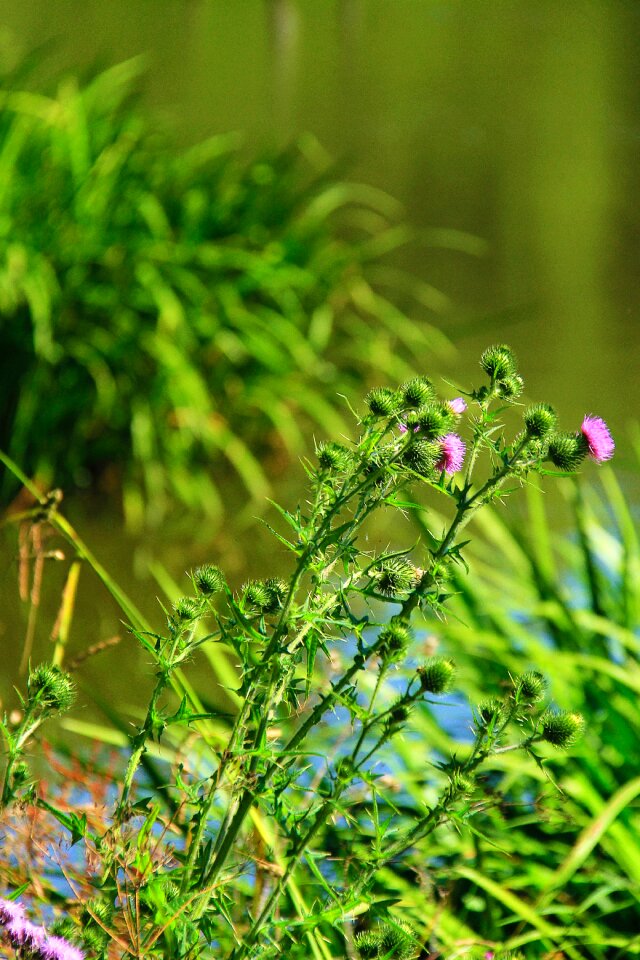 Plant wild flora