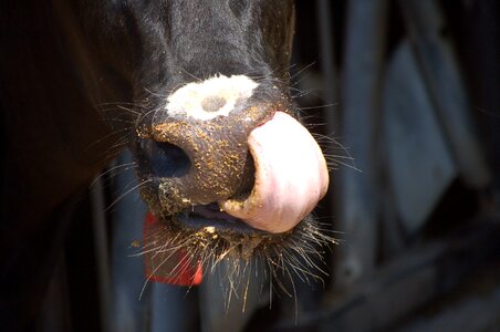 Dairy holstein breakfast