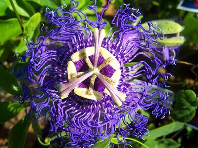 Velvet blue creeper hybrid