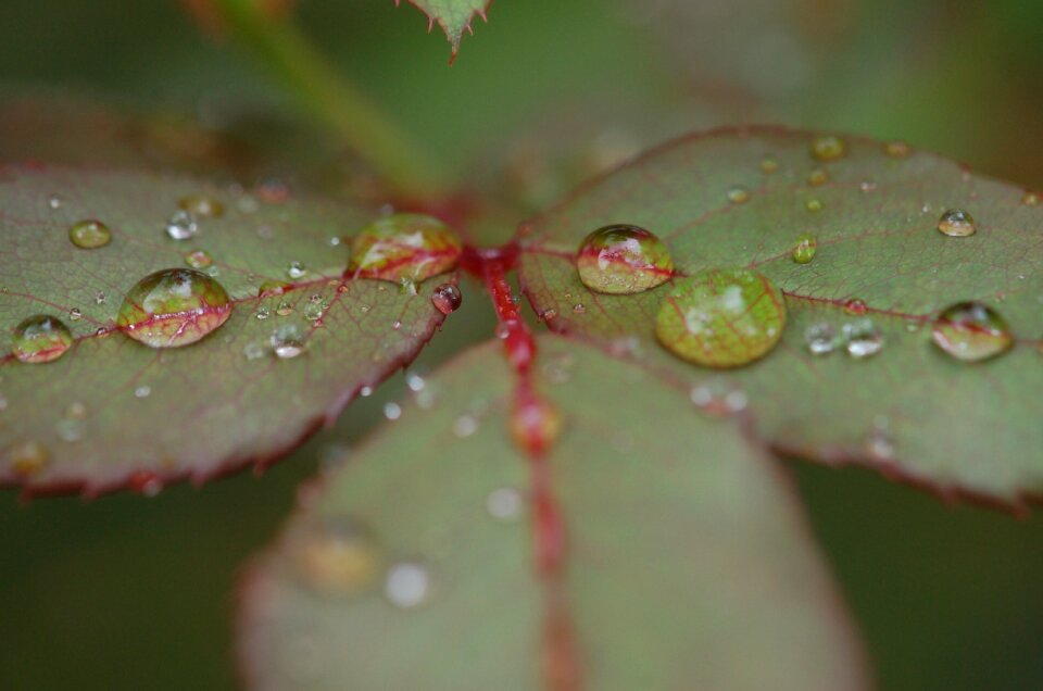 Leaf rose rose leaf photo