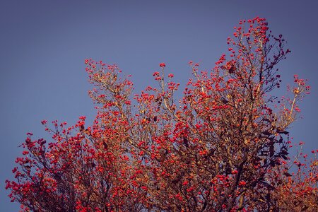 Valve thorn street tree fruits