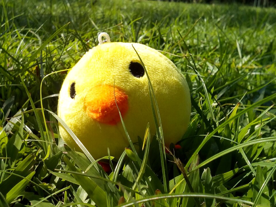 Background garden chick