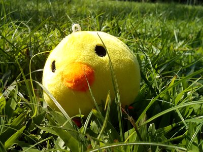 Background garden chick