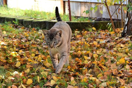 Prowling feline stalking