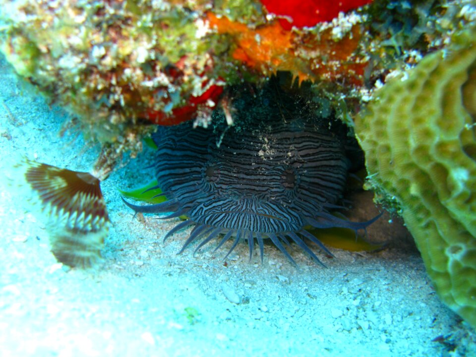 Aquatic animal wildlife