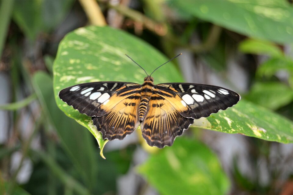Nature wings insect