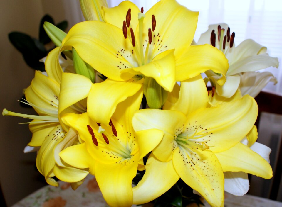 Yellow a yellow flower beautiful flower