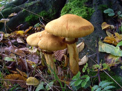 Toxic mushroom picking plant photo