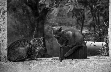 Nature pets tuscany
