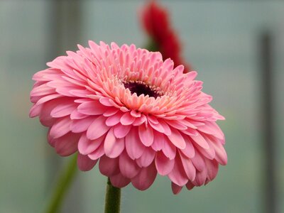 Gerbera pink petals