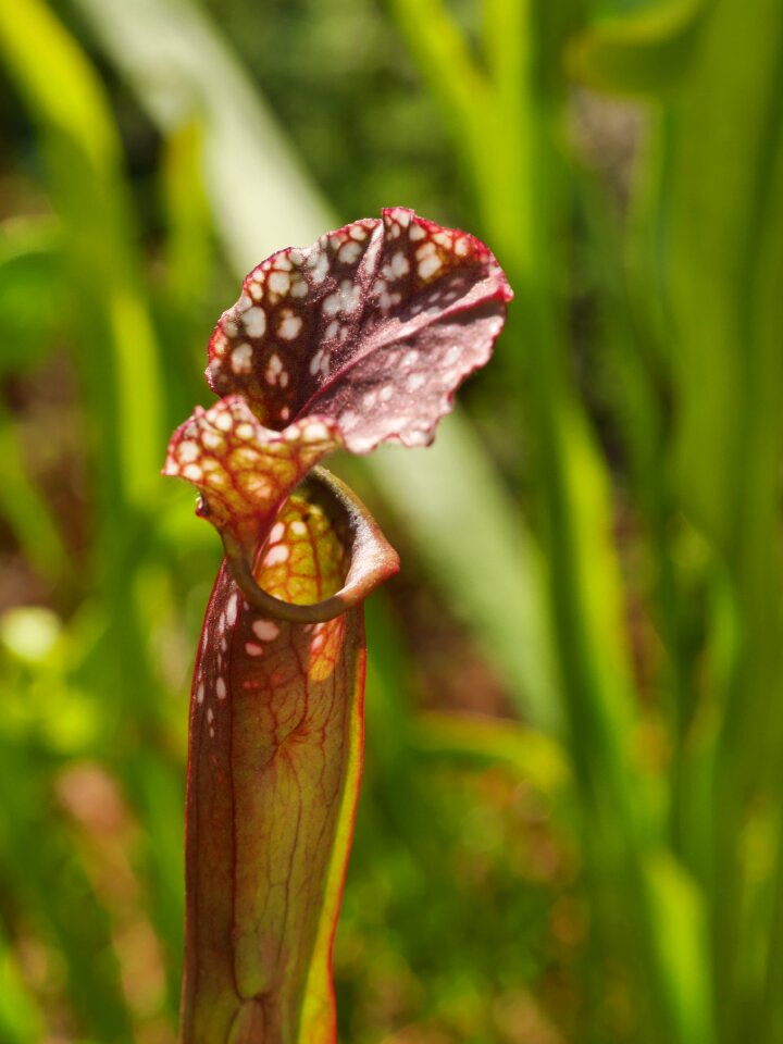 Carnivore bog hose plant