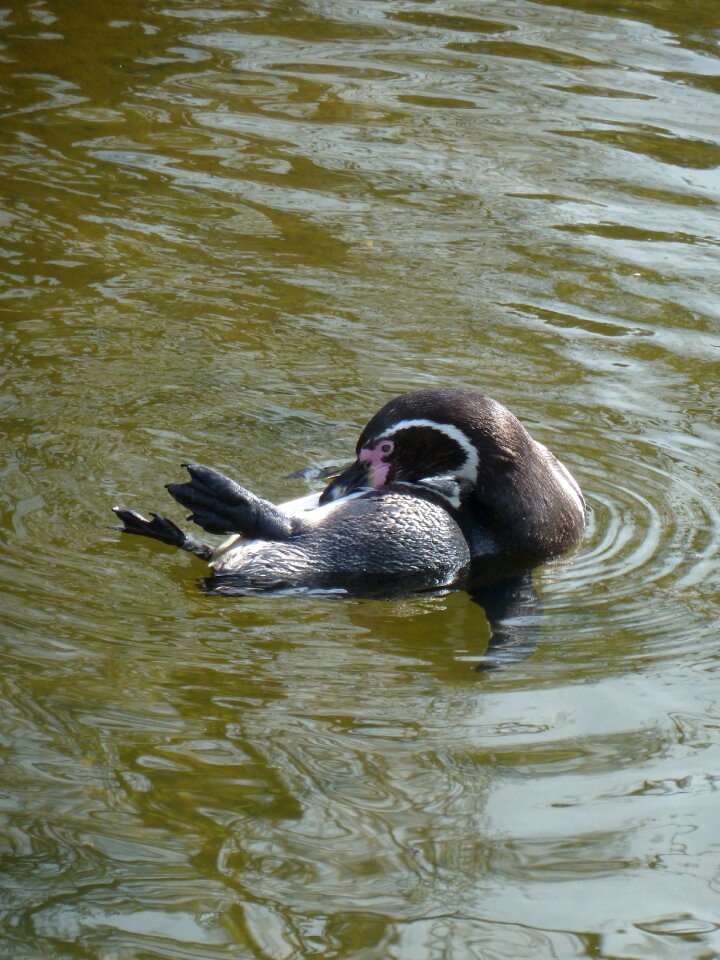 Animal cute zoo animal