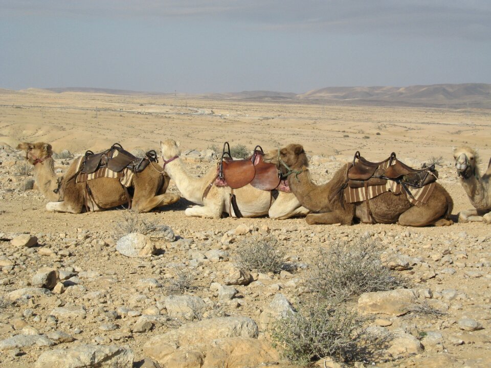 Africa animals rest