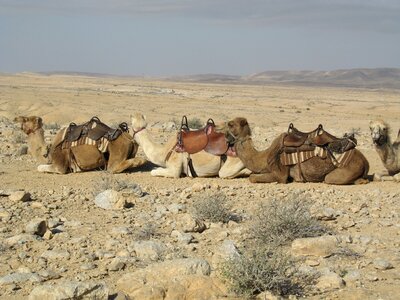 Africa animals rest