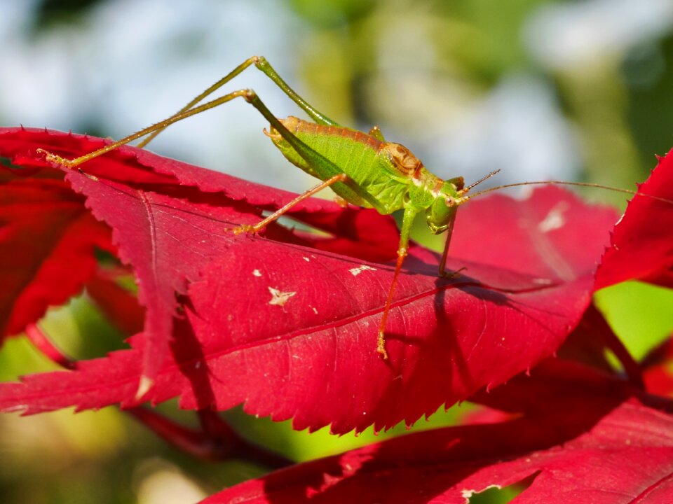 Grasshopper maple leaf color contrast