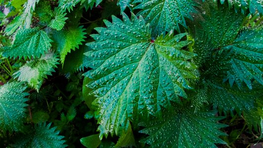 Green flora leaf