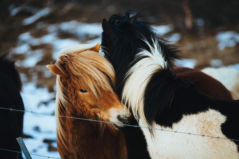 Animal stallion nature