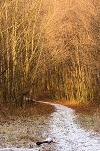 Nature snowy road winter