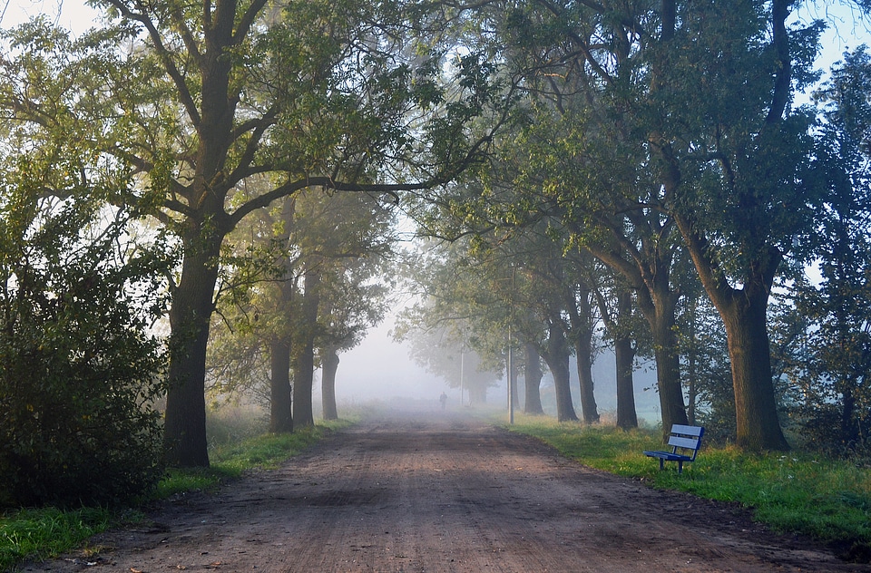 The road in the forest spacer alley
