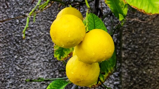 Fruit fresh juicy