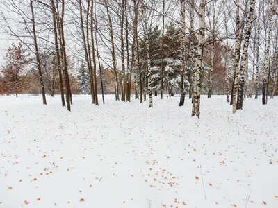 Park snow trees photo
