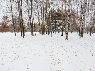 Park snow trees