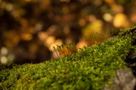 Nature green wood