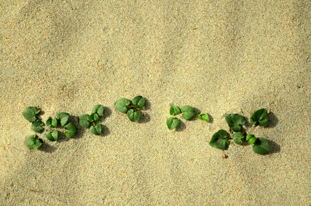 Plant survival the background