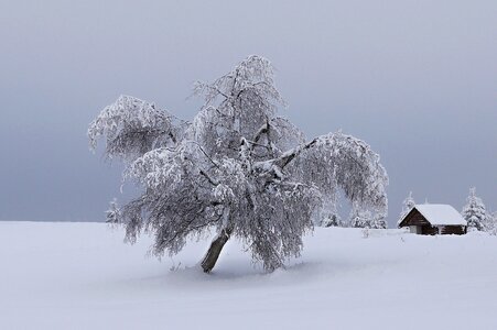 Tree landscape snowy photo