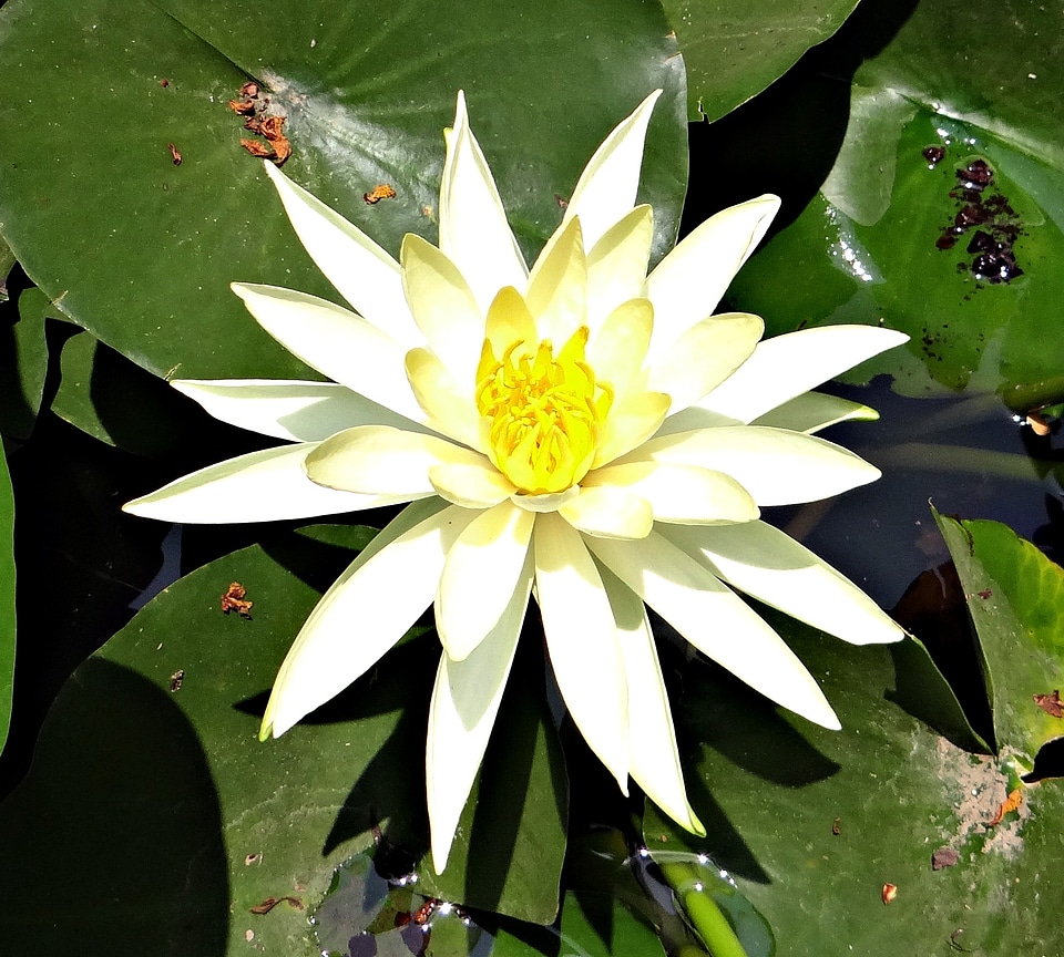 Mexican waterlily nymphaea mexicana flower