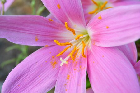 Wild saffron crocus nudiflorus flowerpot photo