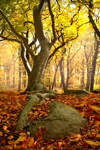 Roots stone leaves