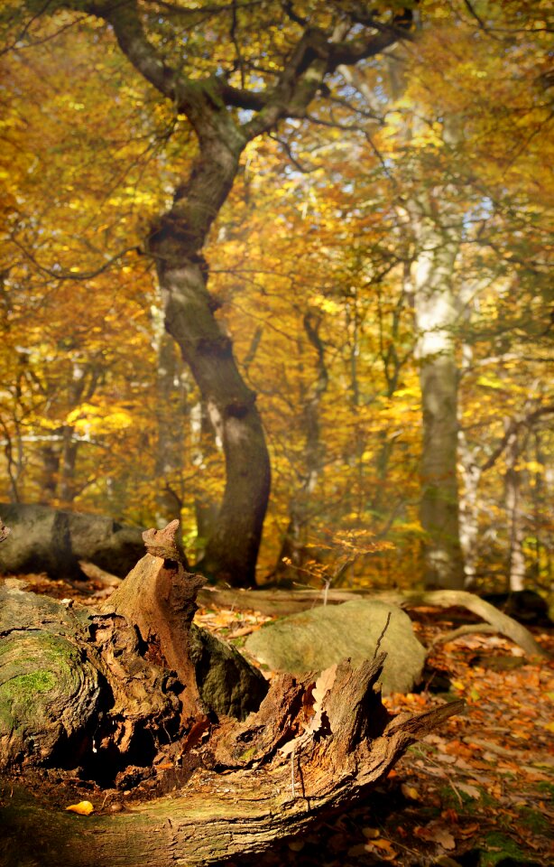 Wood yellow forest