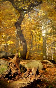 Wood yellow forest photo